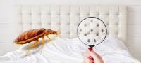 247 Bed Bug Control Brisbane image 3